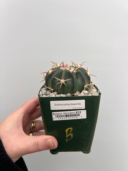 Echinocactus texensis  3.5" Pot B