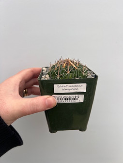 Echinofossulocactus tricuspidatus 3.5" Pot