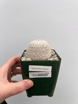 Mammillaria duwei 3.5" Pot