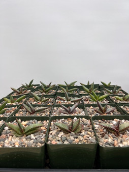 Aloe pearsonii x Gasteria glomerata 3.5" Pots