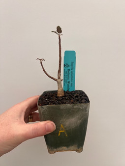 Boswellia asplenifiolia x nana 3.5" Pot A