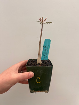 Boswellia asplenifiolia x nana 3.5" Pot C