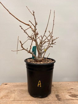 Boswellia neglecta 1 Gallon Pot A