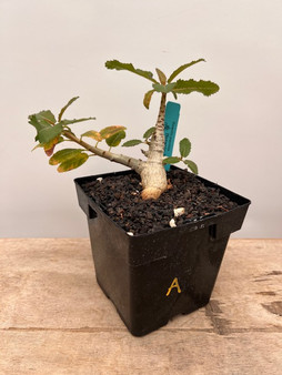 Boswellia popoviana 6" Pot A