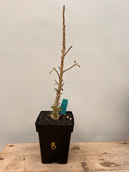 Boswellia popoviana 6" Pot B