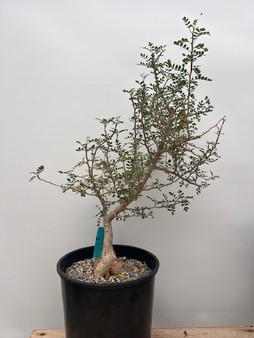 Pachycormus discolor 2 Gallon Pot