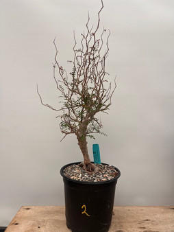 Operculicarya pachypus 1 Gallon Pot B