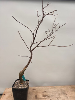 Bursera oderata 6" Pot