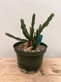 Euphorbia buruana 8" Pot
