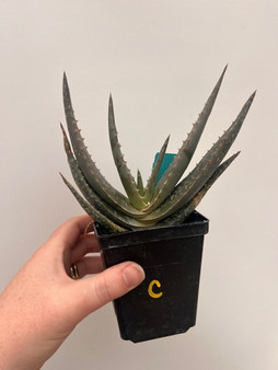 Aloe woodii 3.5" Pot C