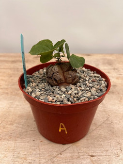 Dioscorea elephantipes 6" Choice Pot A