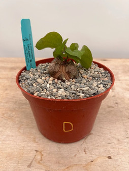 Dioscorea elephantipes 6" Choice Pot D