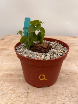 Dioscorea elephantipes 6" XL Pot Q