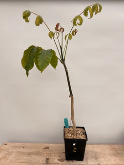 Commiphora capuronii 6" Pot C