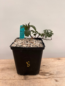 Ipomoea platensis 6" Pot B