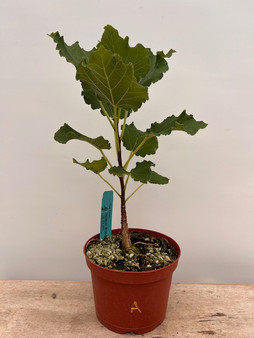 Ficus tettensis 6" Pot A