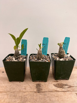 Cephalopentandra eccirhosa 3.5" Pots