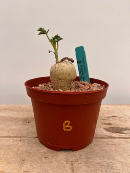 Jatropha cathartica 6" Pot B