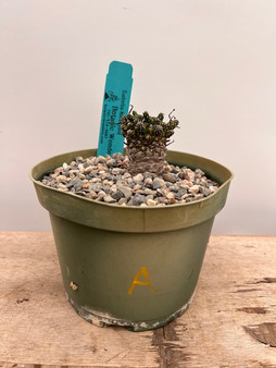 Euphorbia fusca hybrid 6" Pot A