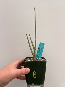 Adenia pechuelii 3.5" pot B