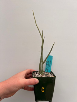 Adenia pechuelii 3.5" pot C