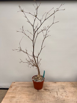 Euphorbia hedyotoides 6" Pot