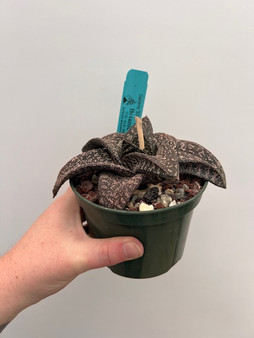 Gasteria 'SD' 5" Pot