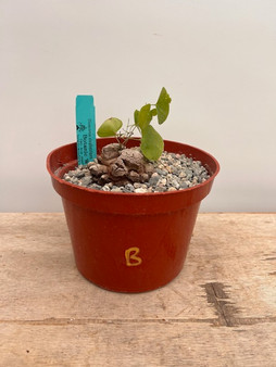 Dioscorea elephantipes 6" Pot B - Extreme Fissures!