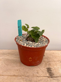 Dioscorea elephantipes 6" Pot C - Extreme Fissures!