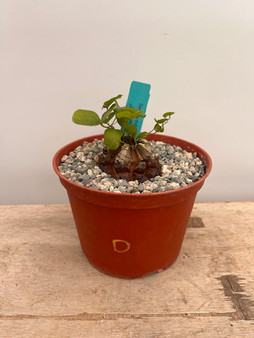 Dioscorea elephantipes 6" Pot D - Extreme Fissures!