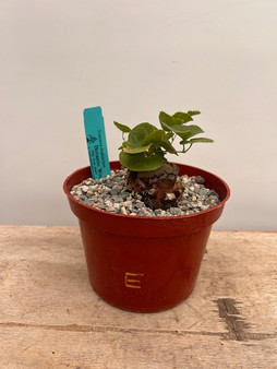 Dioscorea elephantipes 6" Pot E - Extreme Fissures!