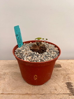 Dioscorea elephantipes 6" Pot G - Extreme Fissures!