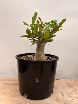 Adenium hybrid 3 Gallon Pot A