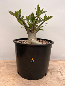 Adenium hybrid 3 Gallon Pot B