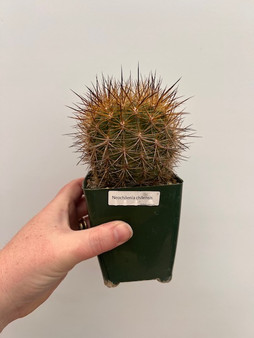 Neochilenia chilensis 3.5" Pot