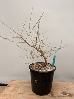 Operculicarya hyphaenoides 1 Gallon Pot B