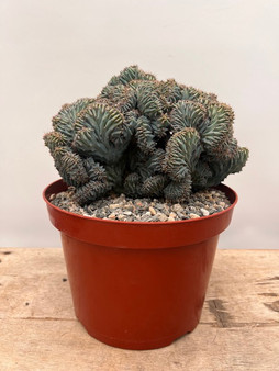 Myrtillocactus cristata 8" Pot