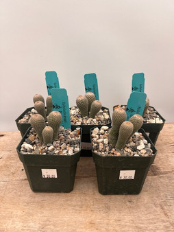 Epithelantha greggii 3.5" Pots