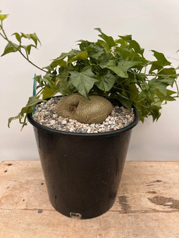 Gerrardanthus macrorhizus 2 Gallon Pot