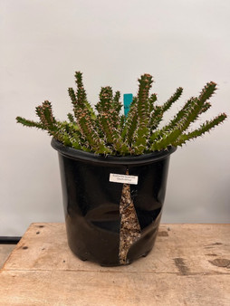 Euphorbia squarrosa 3 Gallon Pot - 10+ year old