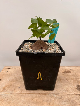 Dioscorea hemicrypta 6" Pot A