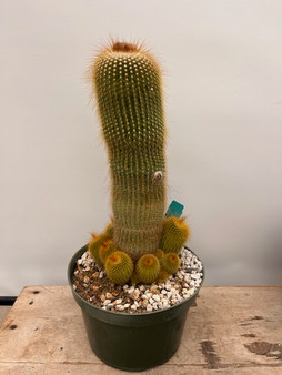 Notocactus leninghausii 8" Pot