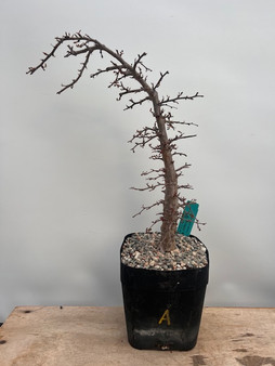 Operculicarya decaryi 6" Pot A