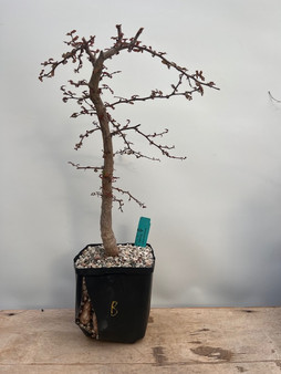 Operculicarya decaryi 6" Pot B