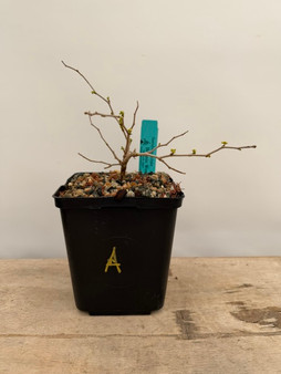 Operculicarya pachypus 6" Pot A - Flowering Male Plant!