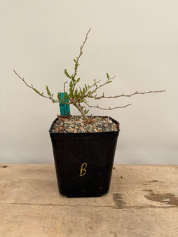 Operculicarya pachypus 6" Pot B