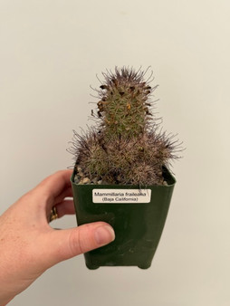 Mammillaria fraileana 3.5" Pot