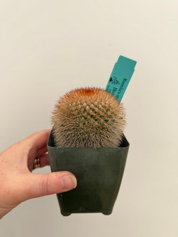 Mammillaria spinosissima 'Un Pico'  3.5" Pot