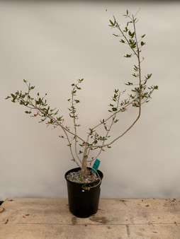 Commiphora humbertii 1/2 Gallon Pot