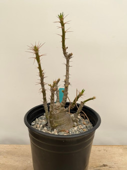 Pachypodium succulentum x bispinosum 1/2 Gallon Pot